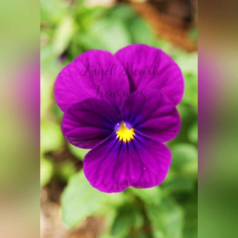 8x10 Original Photography Of Purple Viola Pansy Flower Photo
